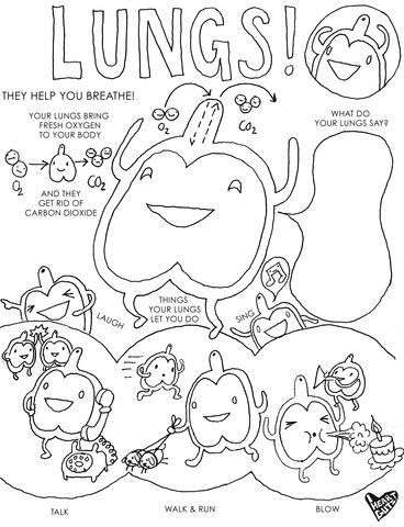 368x480 Lung Coloring Page Lungs, Body Systems And Apologia Anatomy
