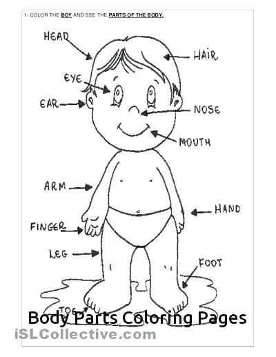 400x517 Body Coloring Pages Body Coloring Pages Related Body Parts
