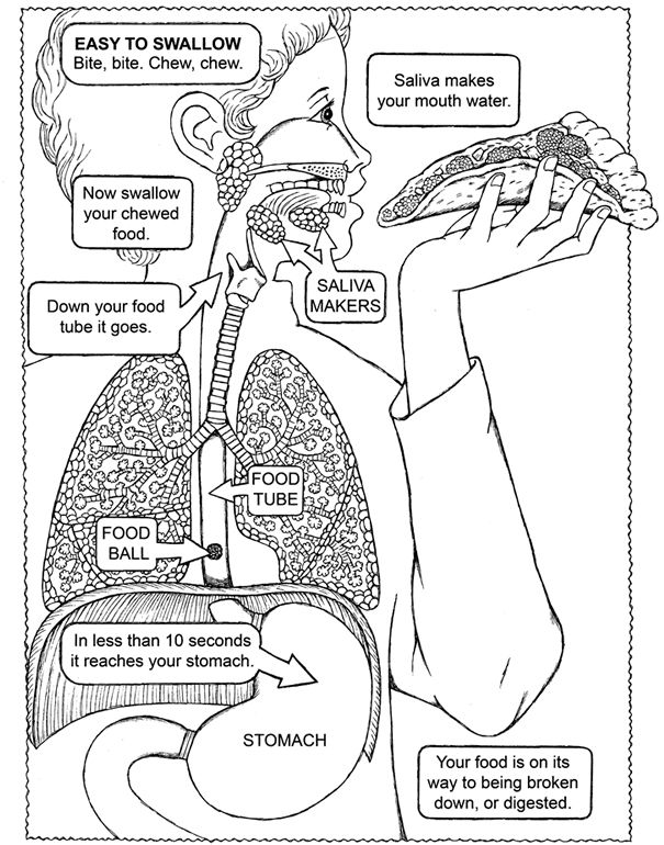605x770 My First Human Body Book Dover Publications Coloring Pages First