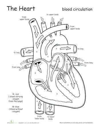 350x453 Respiratory System Coloring Page Body Systems Coloring Pages