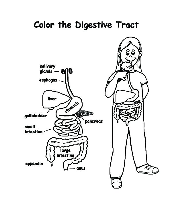600x776 Sensational Human Body Coloring Page Human Body Coloring Pages