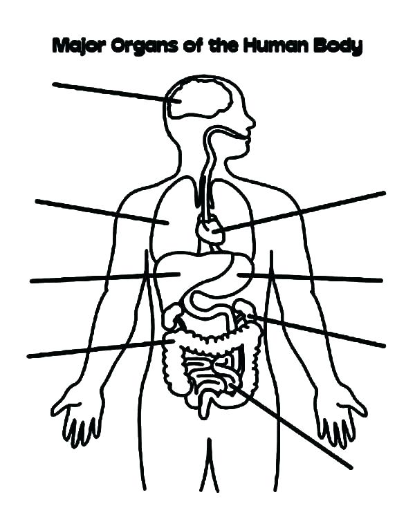 600x748 Coloring Body Systems Coloring Pages The Human Book Major Organs
