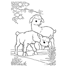 230x230 Goat Coloring Pages