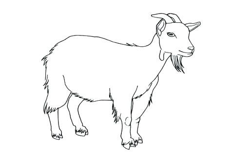 476x333 Goat Coloring Pages Boer Goat Coloring Pages