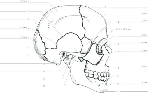 514x323 Skull Bones Coloring Pages Printable Sugar Skull Mask Kids