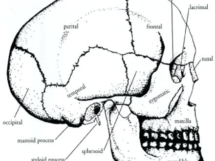 440x330 Skull Coloring Pages Anatomy Anatomy Coloring Book For Kids Free