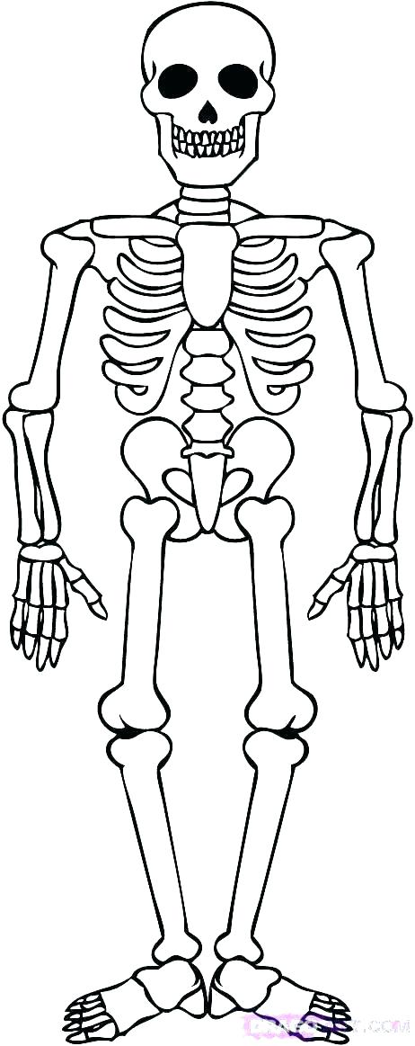 462x1163 Skull Coloring Pages Anatomy Anatomy Of A Bone Coloring Skull