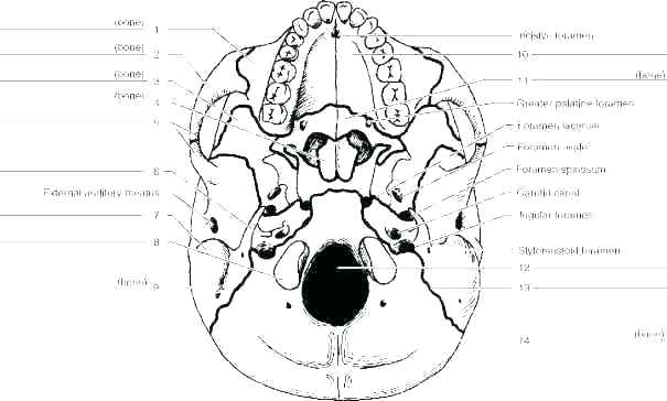 605x364 Anatomy Coloring Pages Skull Skull Coloring Pages Anatomy Skull
