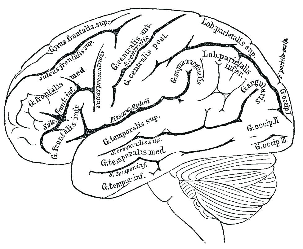977x804 Skull Coloring Pages Anatomy Trend Skull Bones Anatomy Coloring