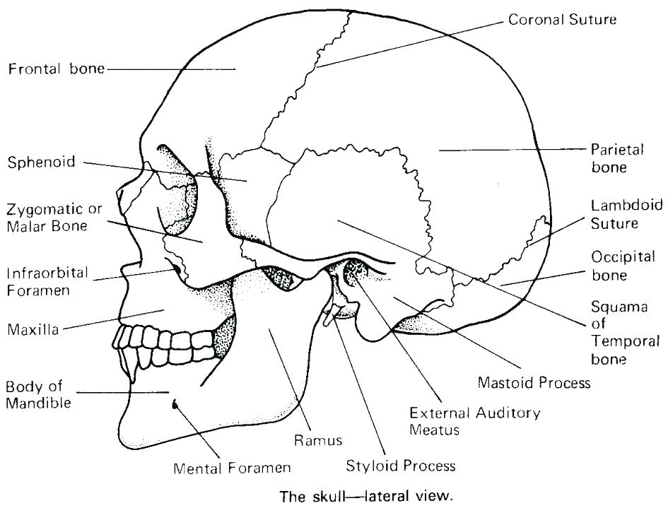 945x719 Skull Bones Anatomy Coloring Pages Free Printable Coloring Book