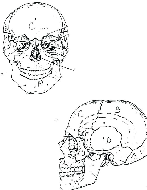 618x800 Bones Coloring Pages Skull Coloring Pages Anatomy Coloring Pages