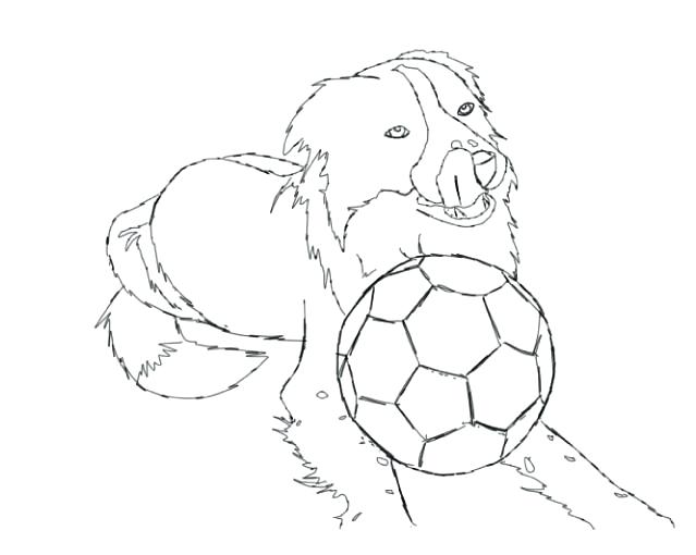639x510 Border Collie Coloring Pages Collie Puppy Coloring Pages Border