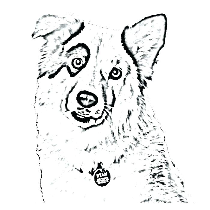 700x700 Collie Coloring Pages Dog Blog Coloring Pages 1 Dog