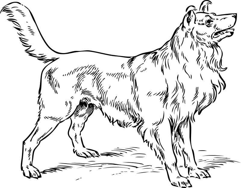 800x624 Collie Dog Coloring Page Dog Coloring Pages Org