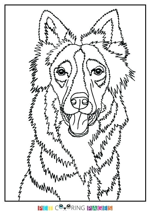 500x711 Border Collie Coloring Pages Border Collie Coloring Pages Border