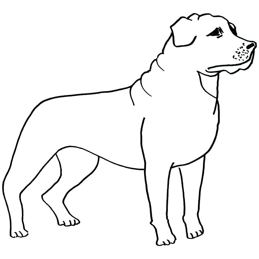 878x878 Border Collie Coloring Pages Border Collie Coloring Pages Collie