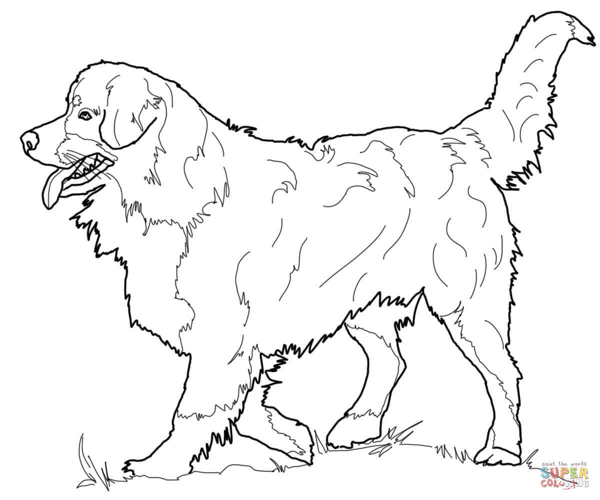 1200x1000 Border Collie Coloring Pages Collection Coloring For Kids 2018