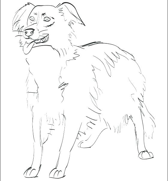560x600 Border Collie Coloring Pages Border Collie Coloring Pages Border