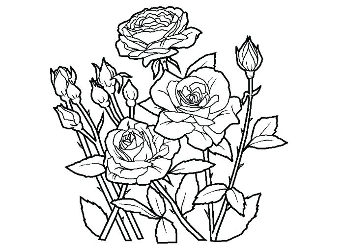 700x500 Roses Coloring Pages Inspiring Rose Coloring Page Inspiring