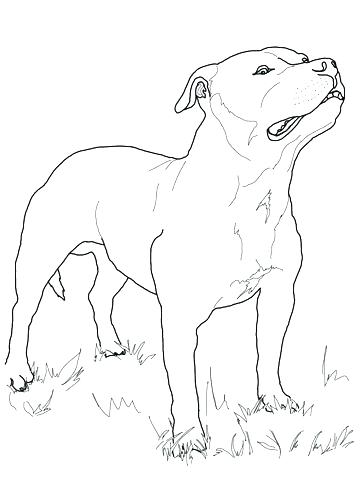 360x480 Boston Terrier Coloring Pages Printable As Well As Terrier