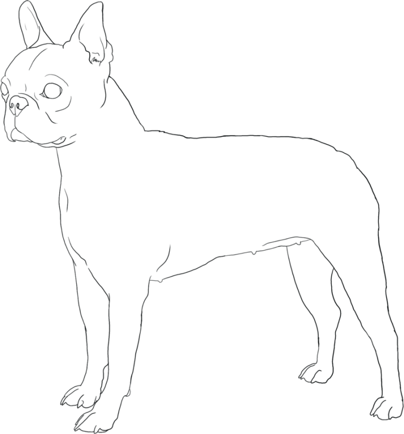 805x864 Coloring Boston Terrier Coloring Pages Free Also Boston Terrier