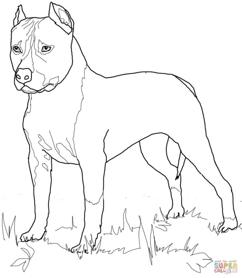 805x923 Coloring Boston Terrier Coloring Pictures Together With Boston