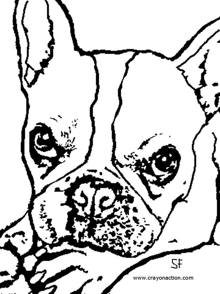 769x1025 Coloring Pages Boston Terrier