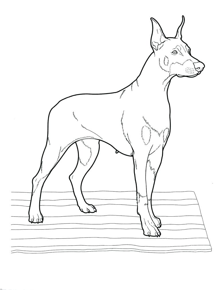 750x1012 New Boston Terrier Coloring Page For Medium Size Pages