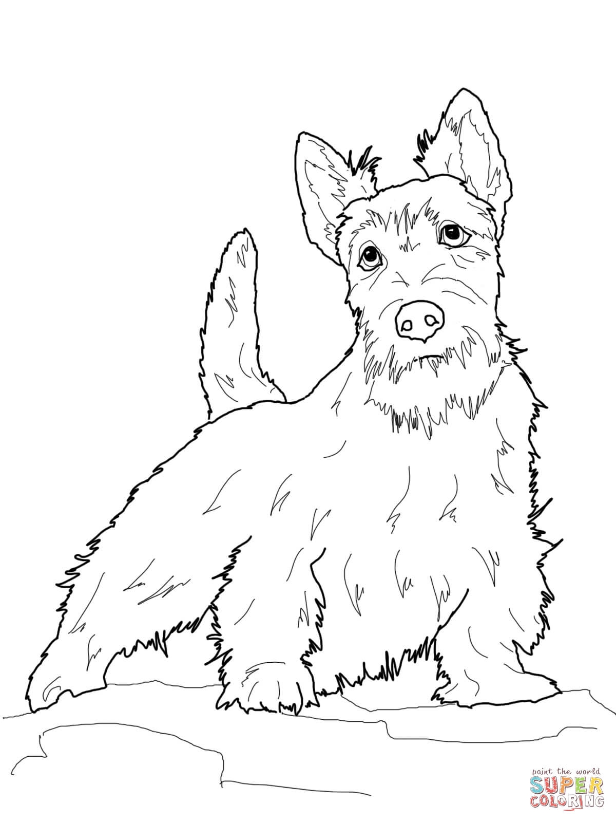1200x1600 Scottish Terrier Coloring Pages To Print Coloring For Kids 2018