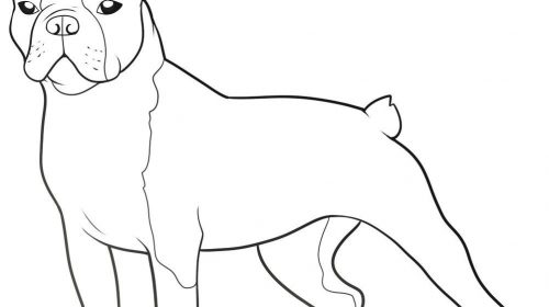 500x280 Winsome Design Boston Terrier Coloring Page Free