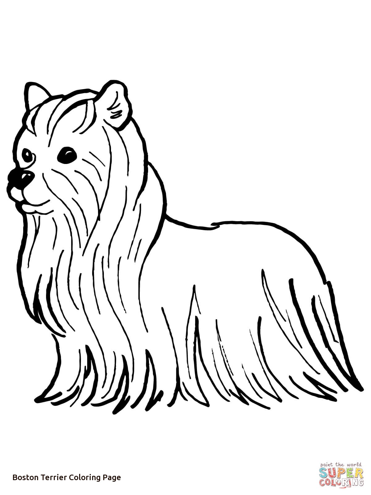 1200x1600 Yorkshire Terrier Coloring Page Of Boston Terrier Coloring Page