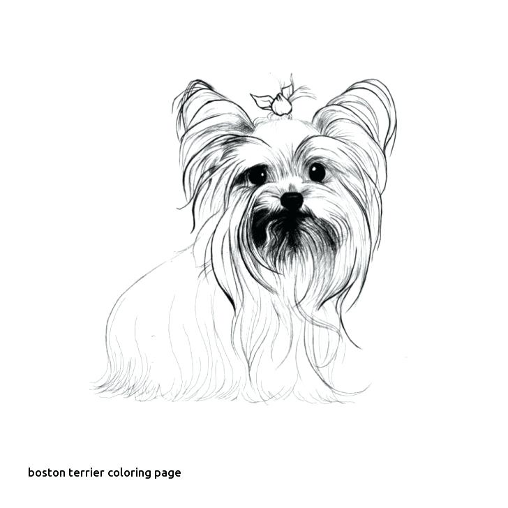 728x728 Boston Terrier Coloring Page Terrier Coloring Page Bloodhound