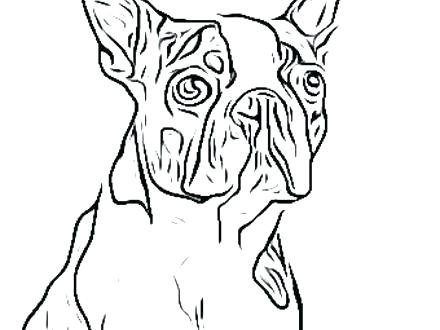 440x330 Boston Terrier Coloring Page Terrier Coloring Page Full Size