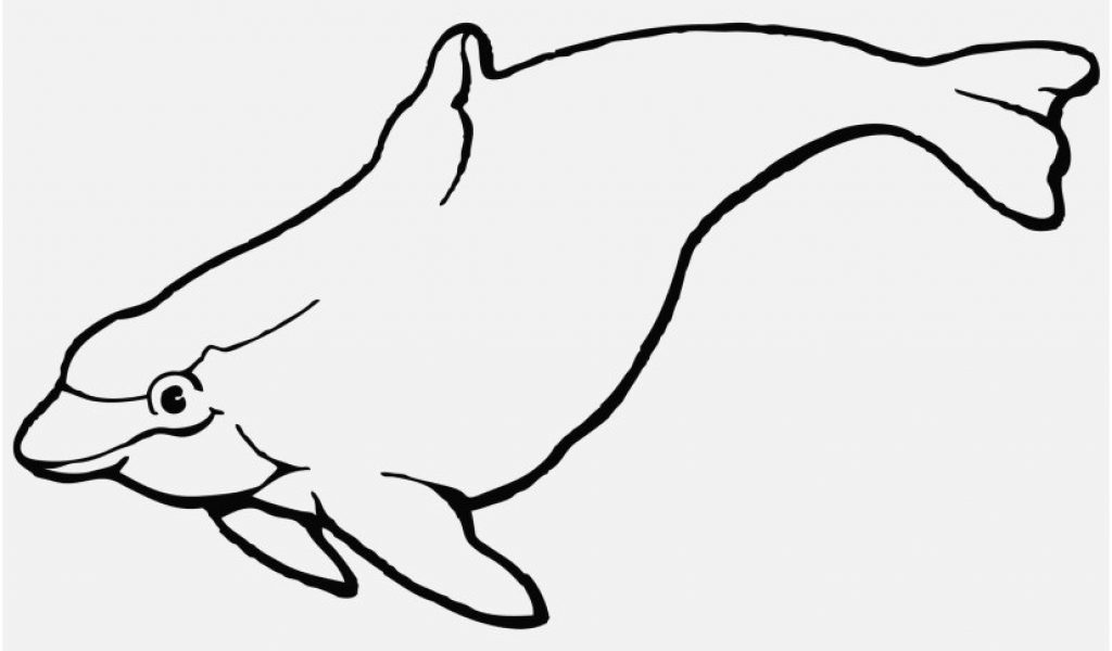 1024x600 Dolphin Coloring Pages Design Dolphins Coloring Pages