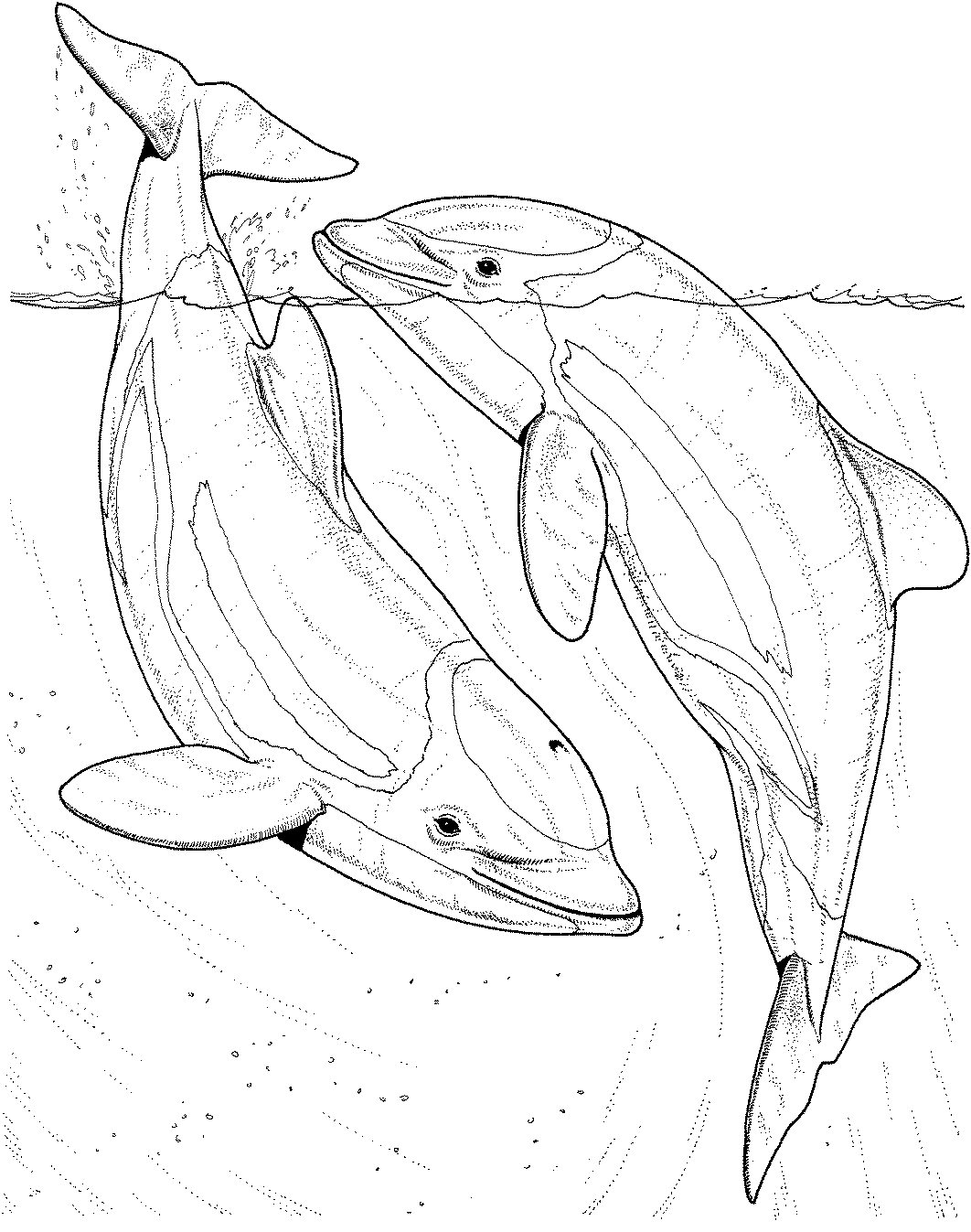 1062x1347 Dolphin Coloring Pages