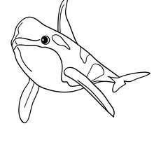220x220 Bottlenose Dolphin Coloring Pages