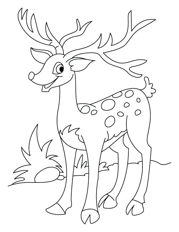 612x792 Coloring Pages Of Deer Hunting Coloring Pages Deer Hunting