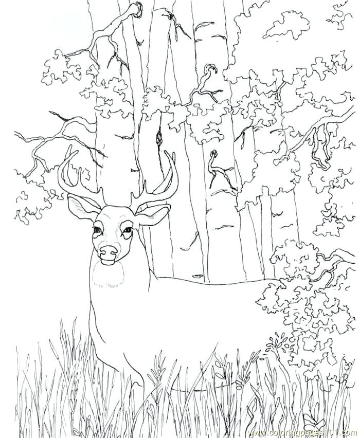 698x852 Deer Coloring Pages 2 Page Hunting Baby Color Free Pag