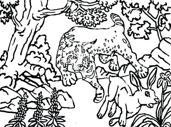 600x446 Hunting Coloring Pages Deer Hunting Coloring Pages Pig Hunting