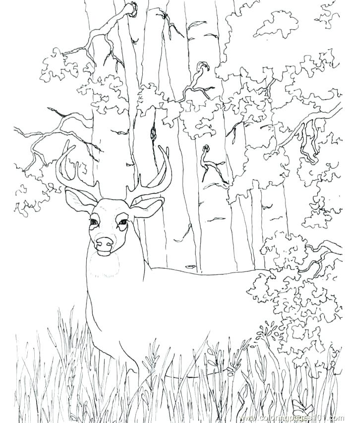 698x852 Browning Deer Coloring Pages Of A Horse Pictures Horses To Print