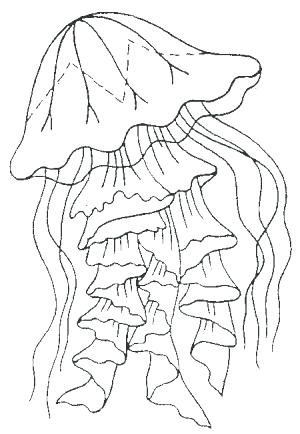 300x434 Jellyfish Coloring Page Jellyfish For Coloring Jellyfish Coloring