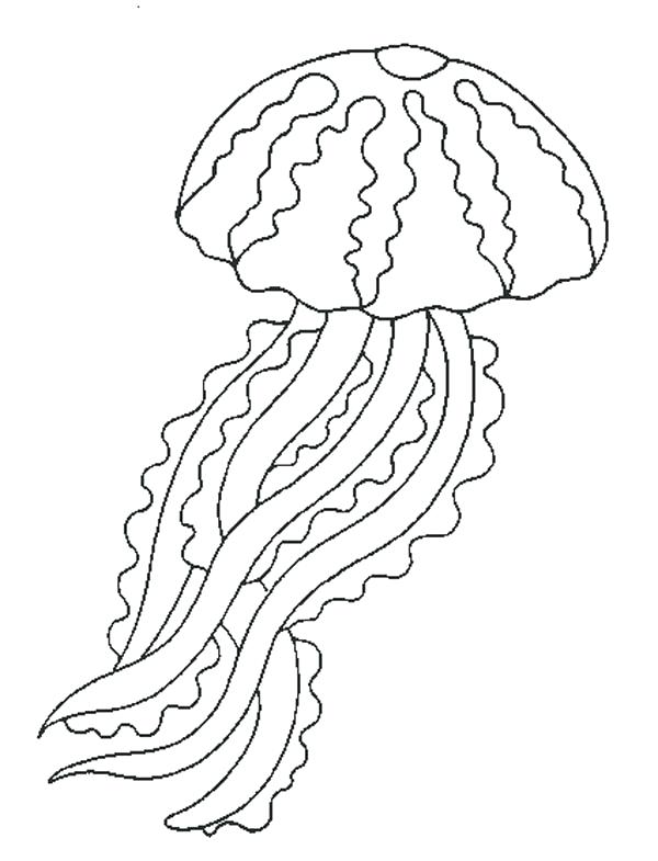600x785 Jellyfish Coloring Page Jellyfish Jellyfish Coloring Box Jellyfish