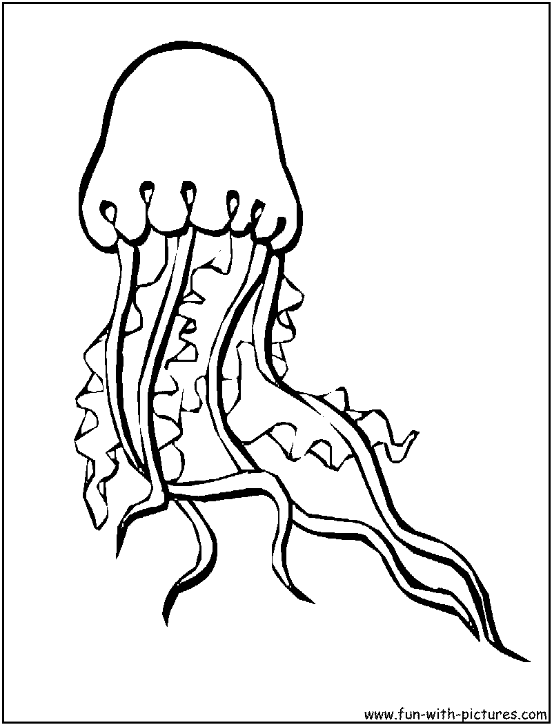800x1050 Jellyfish Coloring Pages
