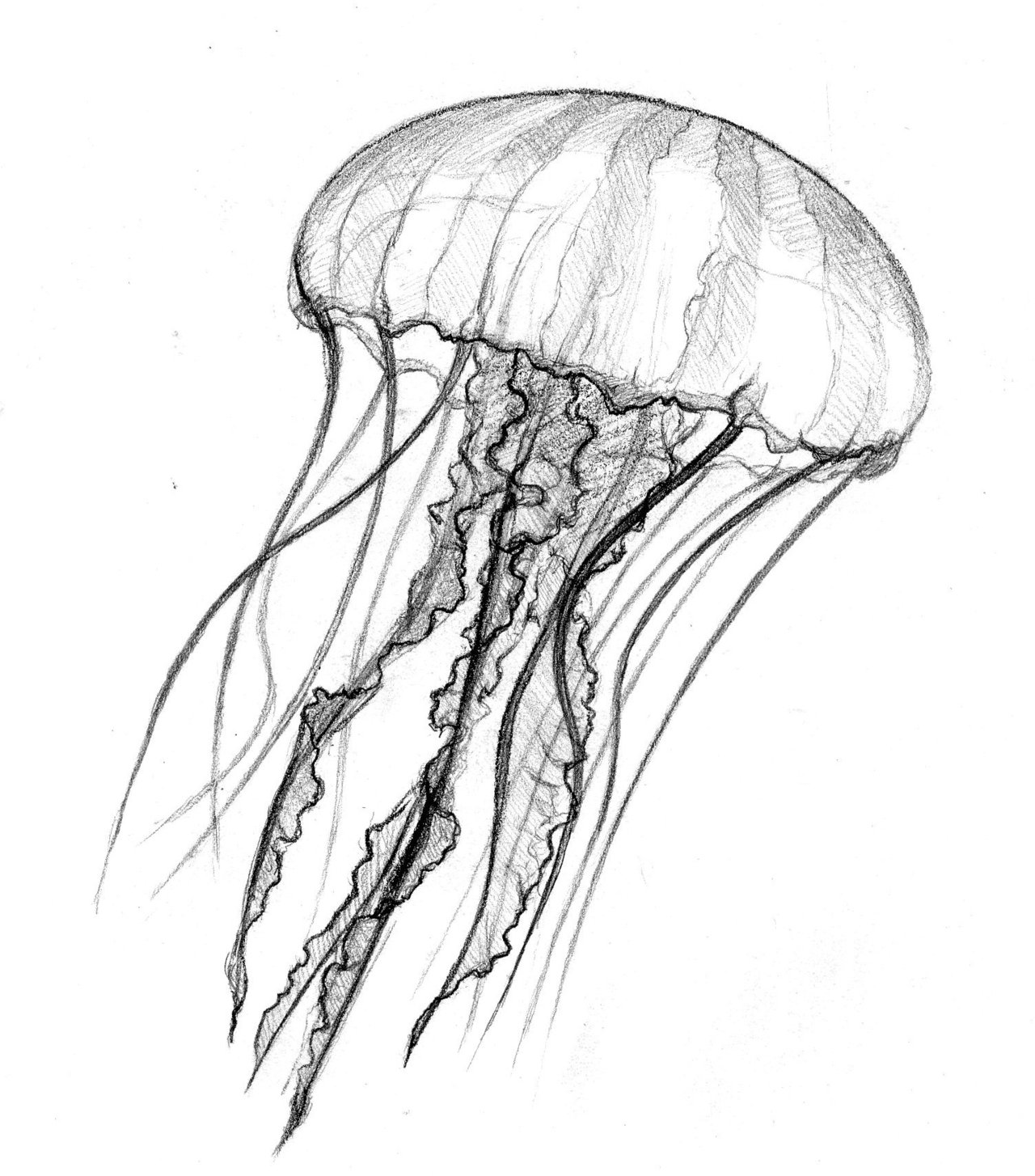 1280x1454 Jellyfish Drawing Sketch