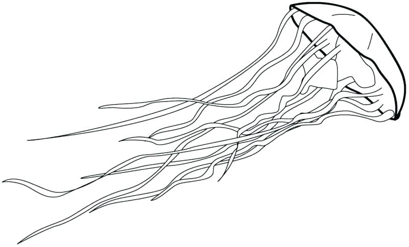 800x484 Trend Jellyfish Coloring Page 71 In Free Coloring Book