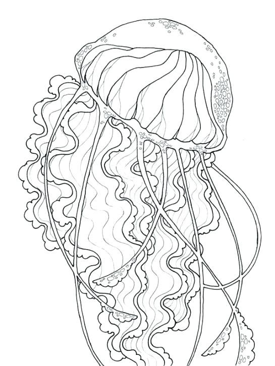 545x726 Jelly Fish Coloring Page Box Jellyfish Coloring Pages To Print 5