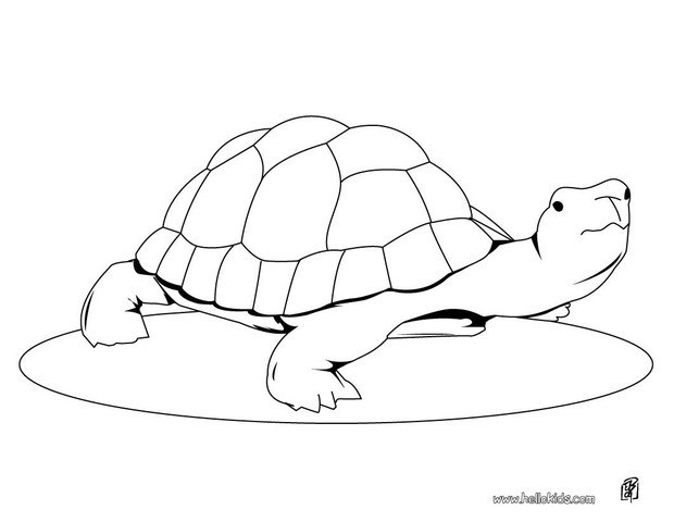 620x480 Cute Turtle Coloring Page. You Can Print Out This Coloring Page