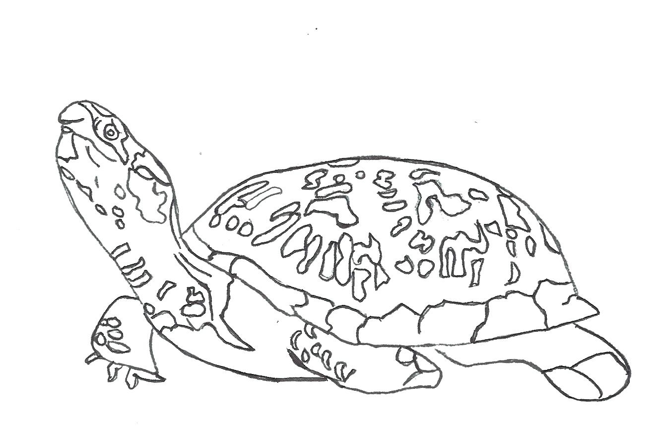 1334x896 New Zachr Page 44 Monster Truck Coloring Pages Sea Turtle Free