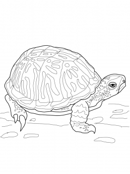 262x350 Ornate Box Turtle Animal Colouring Pages Box