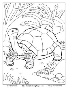 236x305 Ornate Box Turtle Coloring Page Free Printable Coloring Pages